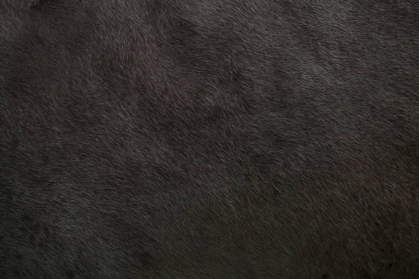 fond avec une texture d’animal de peau d’une vache - fourrure photos et images de collection