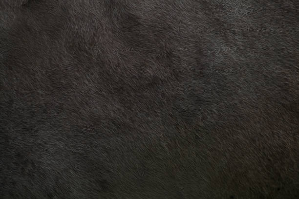 Background with a skin animal texture of a cow Background with a skin animal texture of a cow animal hair stock pictures, royalty-free photos & images