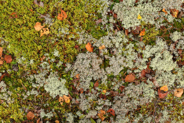 Colorful moss background - polytrichum formosum. At the forest floor Colorful moss background - polytrichum formosum. At the forest floor forest floor stock pictures, royalty-free photos & images