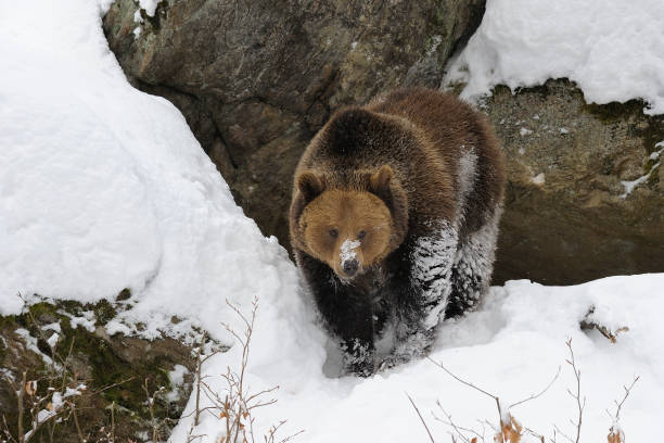 istock European Brown Bear in winter snow 1145642761
