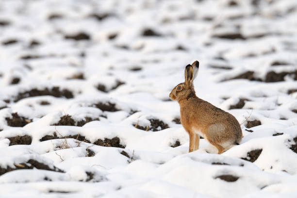 istock European brown hare in wintertime 1145642909