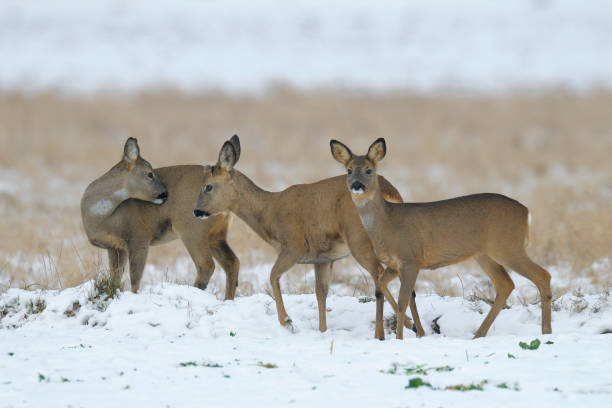 istock Western roe deers in wintertime 1145643048