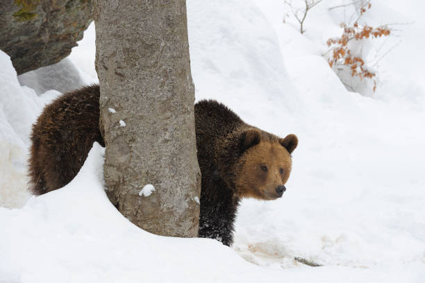 istock European Brown Bear in winter snow 1145643588