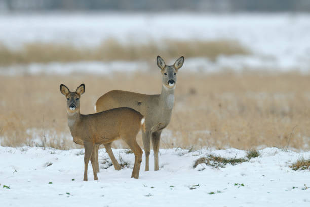istock Western roe deers in wintertime 1145643661