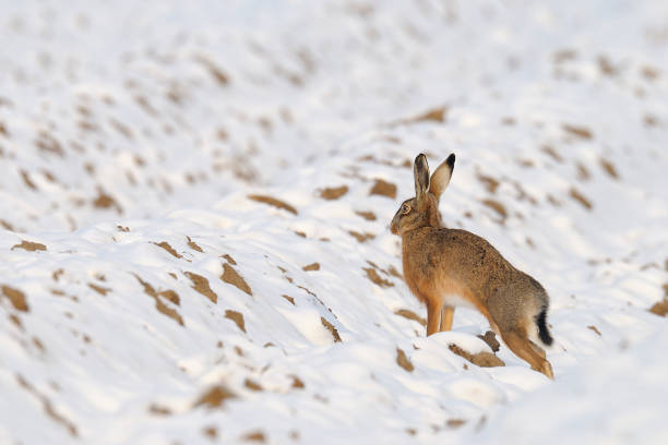 istock European brown hare in wintertime 1145643862
