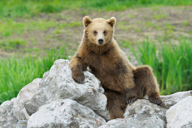 istock European Brown Bear 1145643954