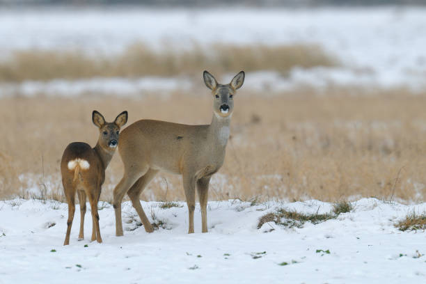 istock Western roe deers in wintertime 1145644176