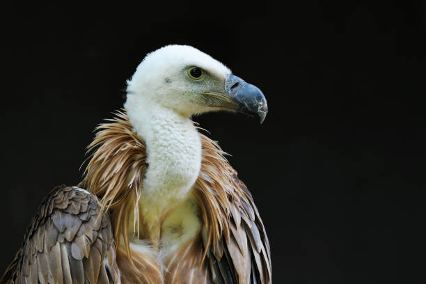 istock Closeup of Griffon Vulture 1145644252