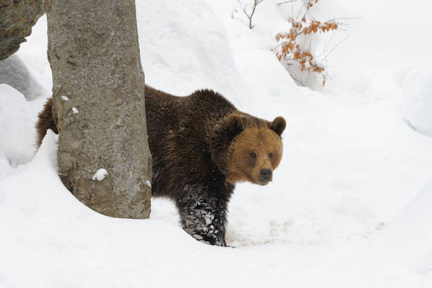 istock European brown bear in winter 1145644395