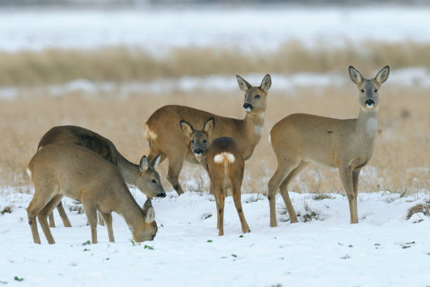 istock Western roe deers in wintertime 1145644442