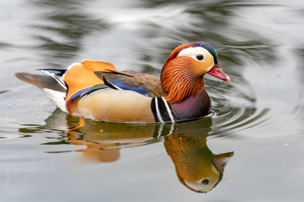 istock Mandarin duck on the lake in England 1145644456