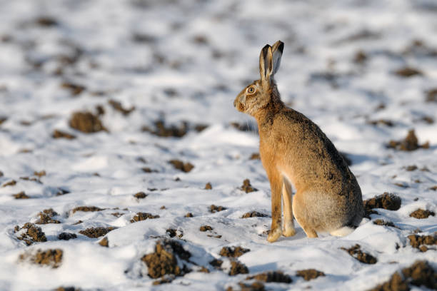 istock European brown hare in wintertime 1145644532