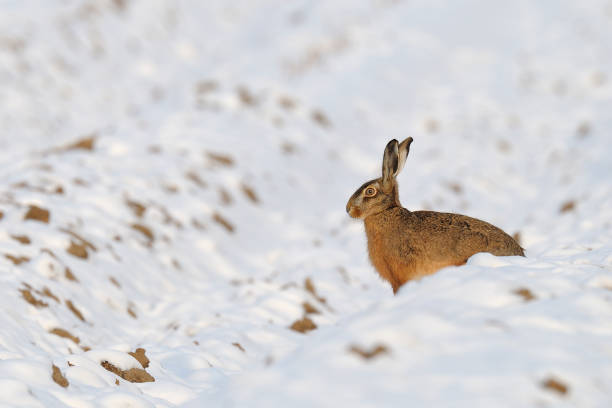 istock European brown hare in wintertime 1145644597
