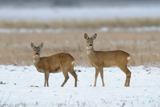 istock Western roe deers in wintertime 1145644645