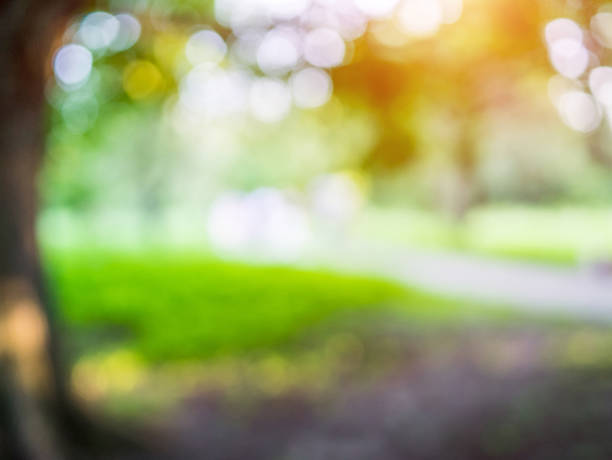 istock Green park blur bokeh 1145645275
