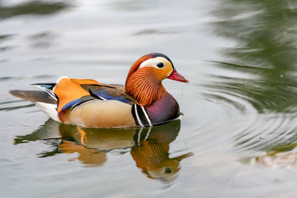 istock Mandarin duck on the lake in England 1145645551