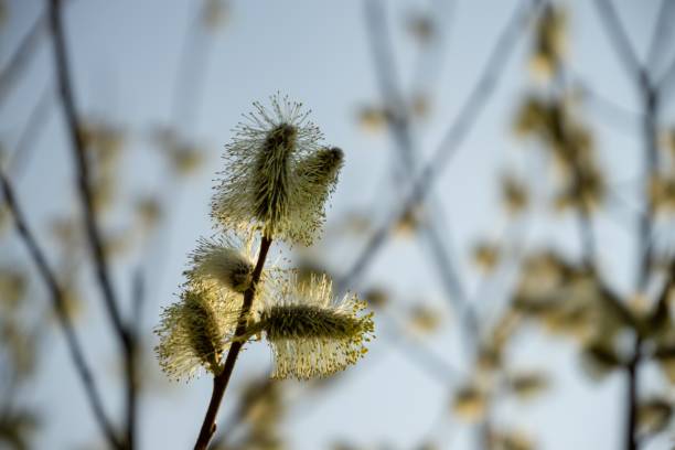istock Spring tree flowering. Branch of willow wkith catkins - lamb's-tails. 1145645795