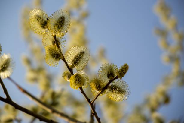 Planting Willow Tree Stock Photos, Pictures & Royalty-Free Images - iStock