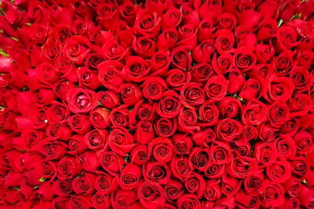 istock Closeup on many red rose flower petal. Ideal as background 1145646056
