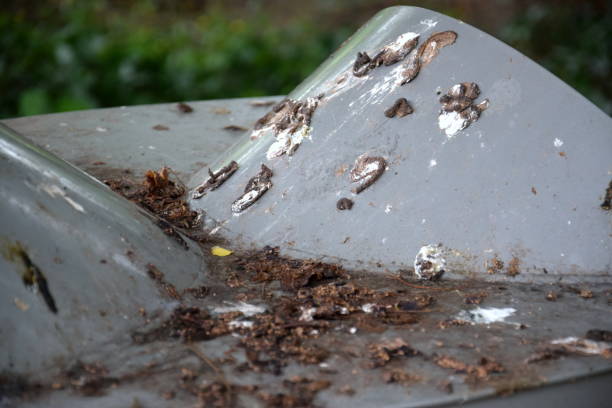 Guano, bird or bat droppings on a grey metal surface close-up