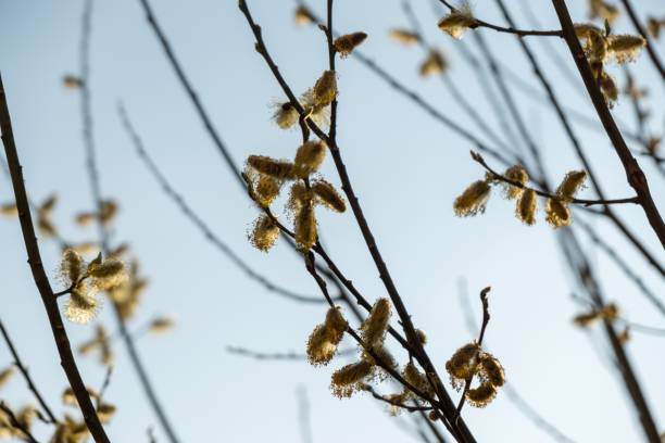 istock Spring tree flowering. Branch of willow wkith catkins - lamb's-tails. 1145646840