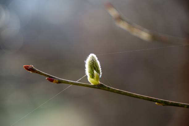 frühlingsbaum blüht. zweig der weiden wkith catkins-lammschwänze. - goat willow stock-fotos und bilder