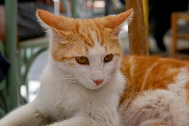 portrait of a cat and pets