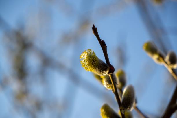 istock Spring tree flowering. Branch of willow wkith catkins - lamb's-tails. 1145647276