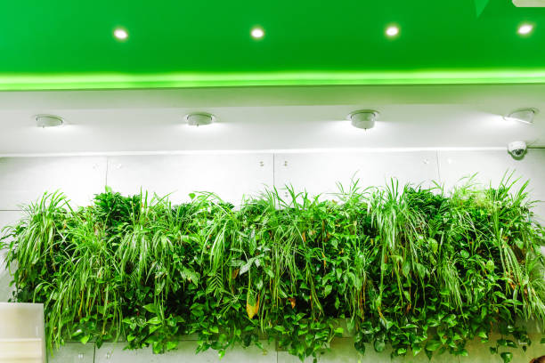 istock Green plants as decoration on the wall in office room 1145647606