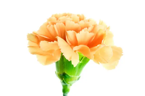 Photo of Beautiful blooming yellow carnation flower isolated on white background