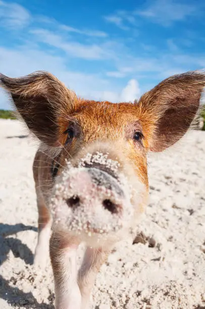 Curious young feral pig on the sandy beach of Exumas, Bahamas.