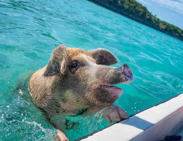 Big swimming feral pig checking on visitors boats in the Exumas, Bahamas.