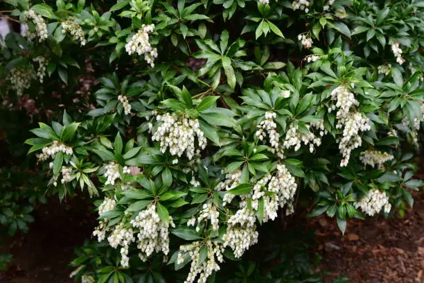 Pieris japonica, also called Japanese andromeda and Japanese pieris, is a broadleaf evergreen shrub, featuring drooping clusters of lily-of-the-valley-like flowers in early spring. Many cultivars are available, featuring flowers in various shades of white, pink and deep rose. The plant is poisonous if consumed by people or animals.