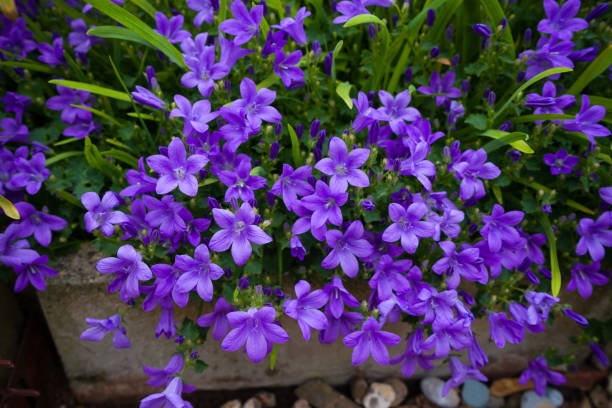 fioletowy kolor campanula muralis kwiaty jako tło rosnące w ogrodzie. - campanula zdjęcia i obrazy z banku zdjęć