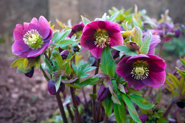 purple hellebore flower in the garden purple hellebore flower in the garden hellebore stock pictures, royalty-free photos & images