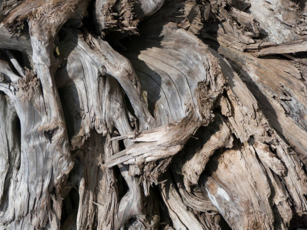 istock Driftwood close-up screen-saver 1145648855