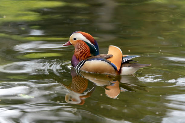 istock Mandarin duck on the lake in England 1145648883