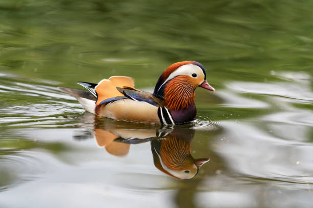 istock Mandarin duck on the lake in England 1145648888