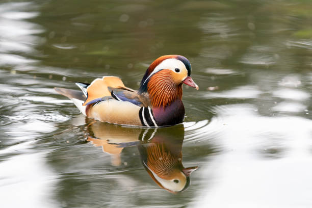istock Mandarin duck on the lake in England 1145648892
