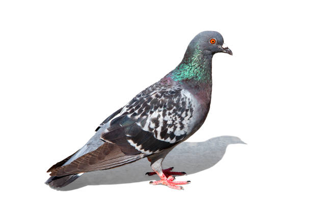 Colorful pigeon - clipping path isolated colorful pigeon pigeon photos stock pictures, royalty-free photos & images