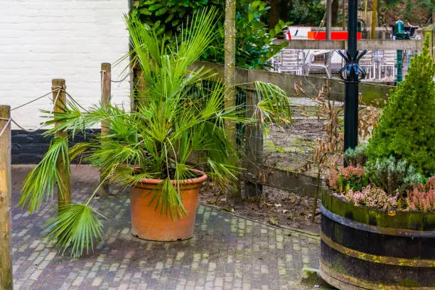 Photo of palm plant in a flowerpot, popular garden plants and decorations