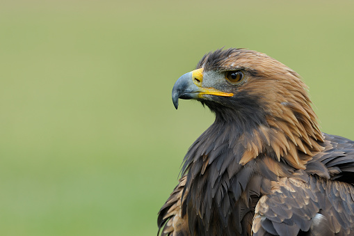 Golden eagle (Aquila chrysaetos), Germany, Europe