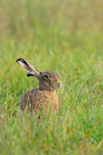 istock European brown hare in summer 1145649812