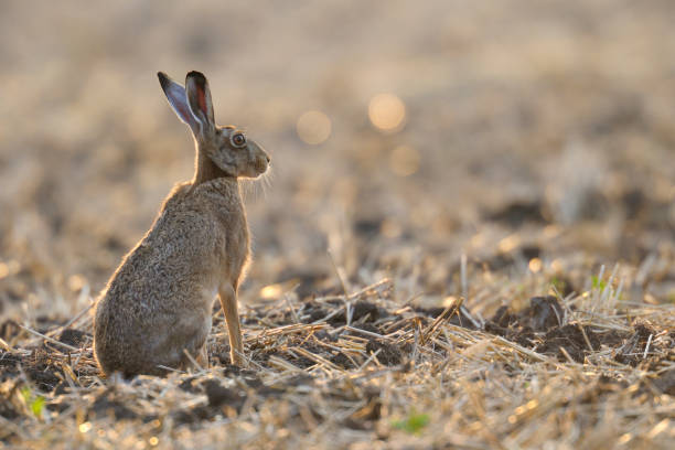istock European brown hare in summer 1145649878