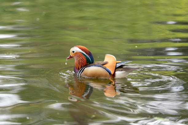 istock Mandarin duck on the lake in England 1145649915