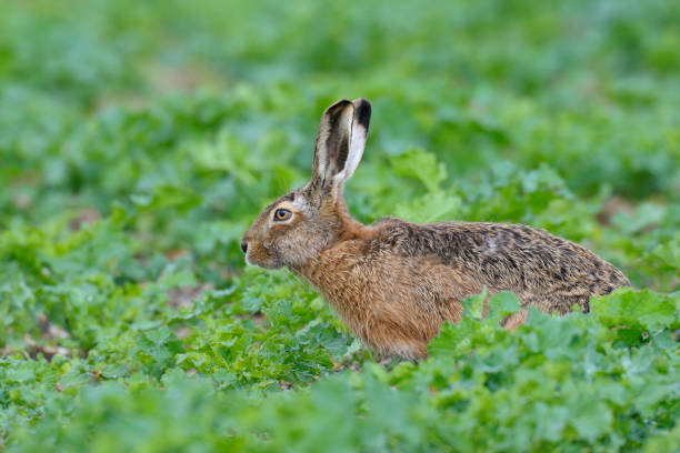 istock European brown hare in summer 1145649917