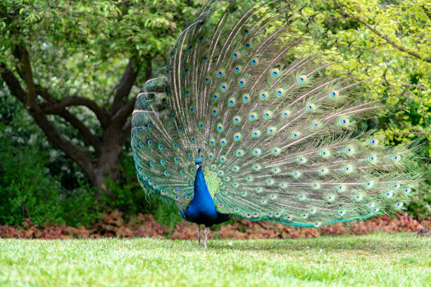 istock peacock on the grass in the forest 1145650231