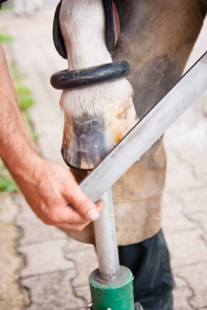 istock Blacksmith filing horseshoes and hoof 1145650233