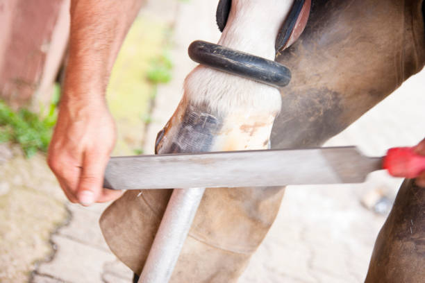 istock Blacksmith rasping horseshoe and hoof 1145650249