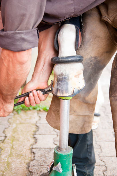 istock Blacksmith fits a horseshoe with a pair of pliers 1145650311